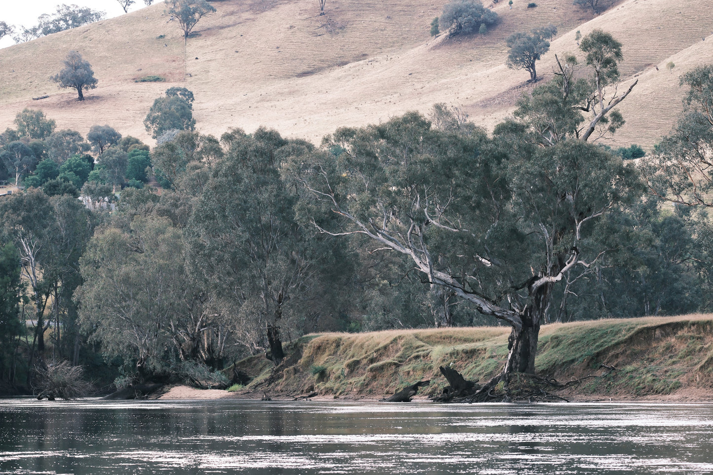 Whispers of the Murrumbidgee