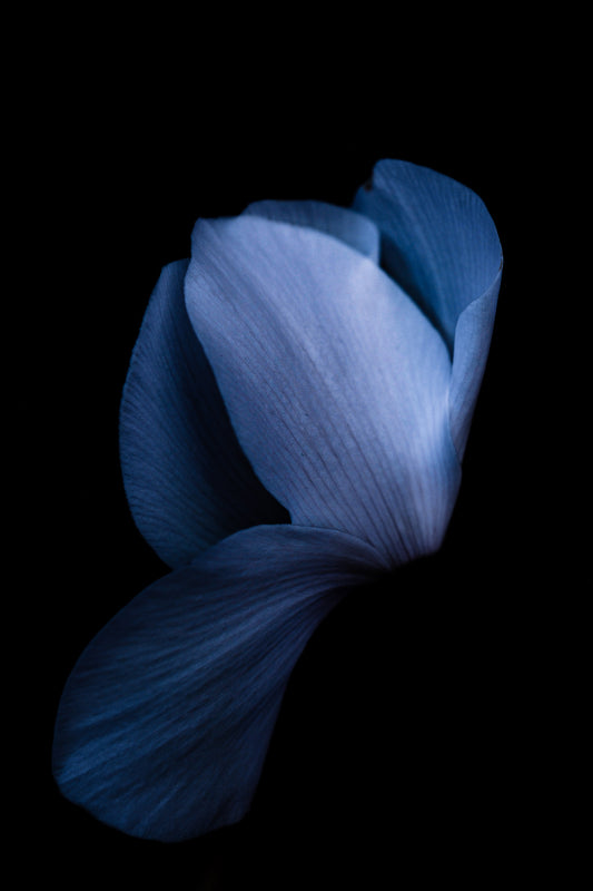 Sapphire Dreams